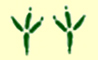 Crow Feet